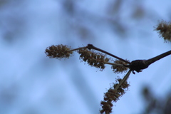 Terminalia macrostachya