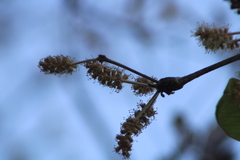 Terminalia macrostachya