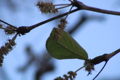 Terminalia macrostachya