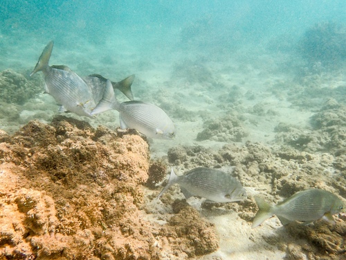 Kyphosus vaigiensis