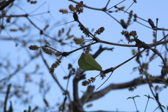 Terminalia macrostachya