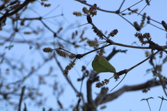 Terminalia macrostachya