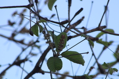 Terminalia macrostachya