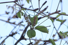 Terminalia macrostachya