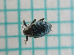 Ceutorhynchus erysimi