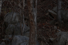 Terminalia macrostachya