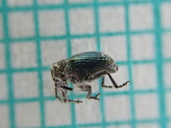 Ceutorhynchus erysimi