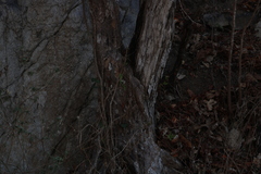 Terminalia macrostachya