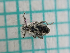 Ceutorhynchus erysimi