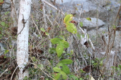 Passiflora viridiflora