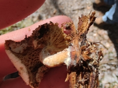 Ossicaulis lignatilis