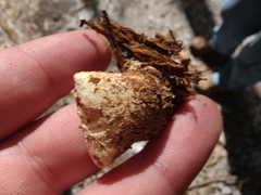 Ossicaulis lignatilis