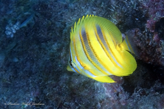 Chaetodon rainfordi