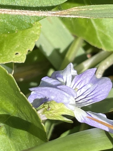 Viola sororia image