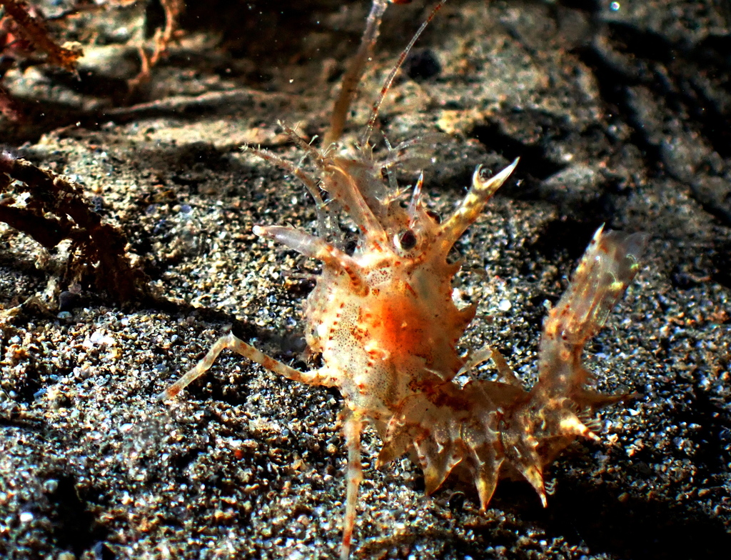 Horned Shrimp