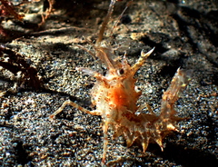 Paracrangon echinata