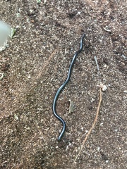 Leptotyphlopidae