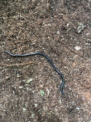 Leptotyphlopidae