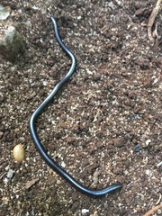 Leptotyphlopidae