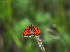 Melitaea latonigena