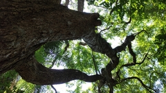 Tipuana tipu