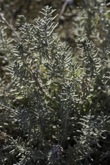 Teucrium polium