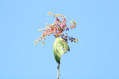 Heliocarpus donnellsmithii