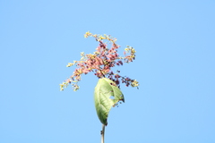 Heliocarpus donnellsmithii
