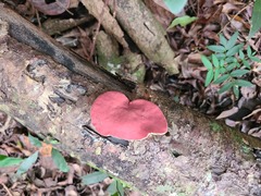 Phillipsia domingensis