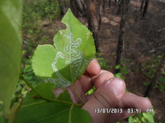 Phyllocnistis labyrinthella