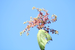 Heliocarpus donnellsmithii
