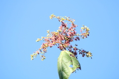 Heliocarpus donnellsmithii