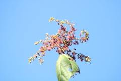 Heliocarpus donnellsmithii