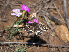 Melitaea latonigena