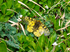 Parnassius eversmanni
