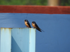 Hirundo rustica