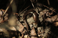 Marisora syntoma