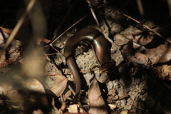 Marisora syntoma