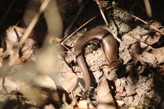 Marisora syntoma