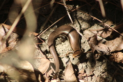 Marisora syntoma