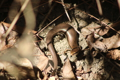 Marisora syntoma