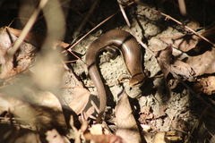 Marisora syntoma