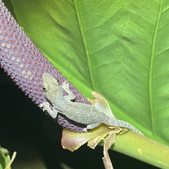 Hemidactylus frenatus