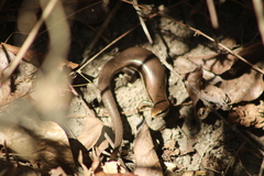 Marisora syntoma