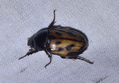 Cyclocephala marginalis