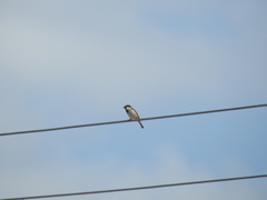 Passer domesticus