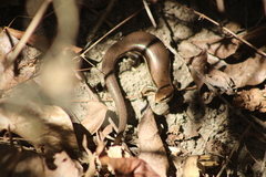 Marisora syntoma