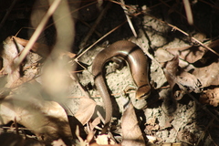 Marisora syntoma
