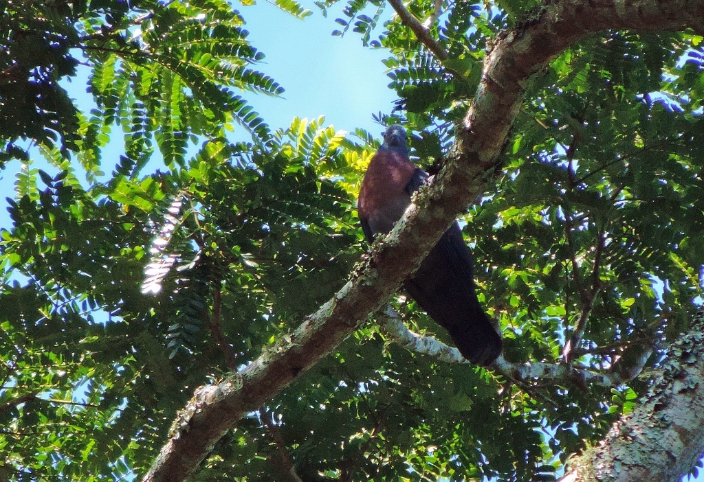 Eastern Bronze-naped Pigeon (Columba delegorguei), photo 3