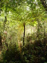 Cyathea costaricensis